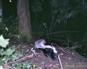 Linda snapped this skunk using a trail camera near her home